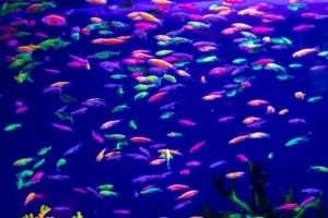 غذای ماهیان زینتی