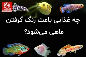 چه غذایی باعث رنگ گرفتن ماهی می‌شود؟ بهترین غذاهای افزایش رنگ ماهی